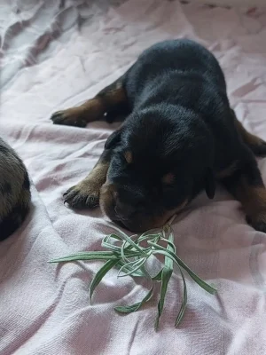 stimulation olfactive chiot